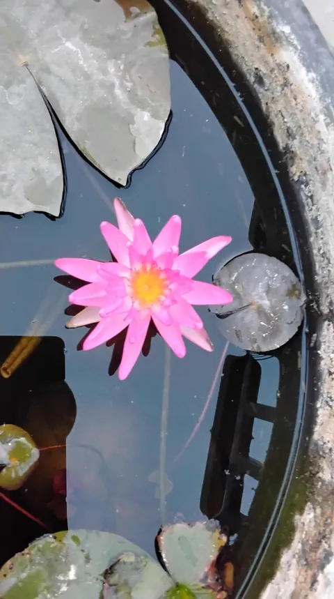 Some rare varieties of water lilly in my garden