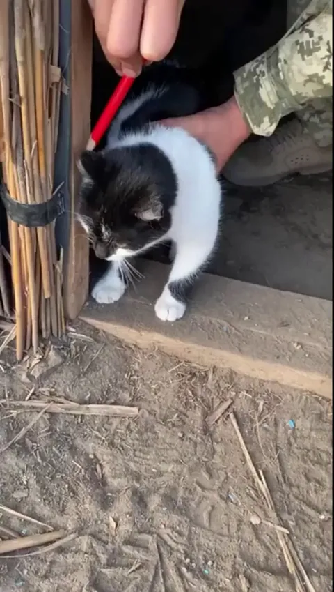Ukrainian soldier makes a cat checkpoint in his trench.