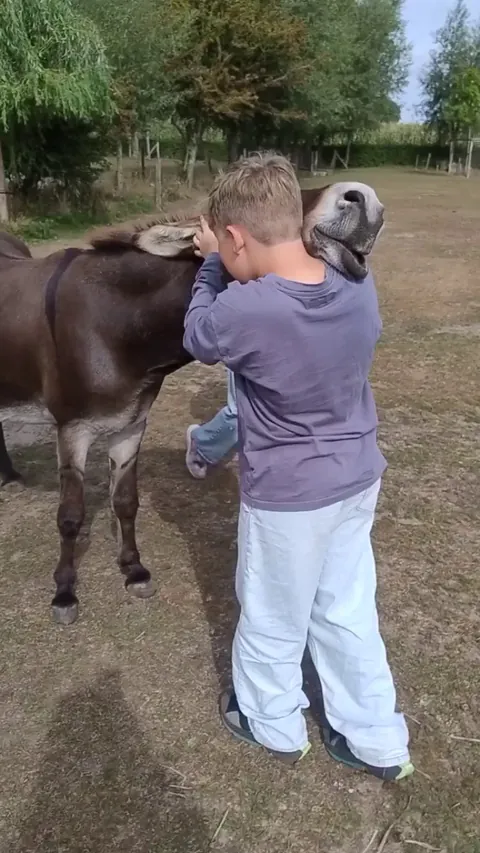 If you didn't already know, donkeys are just big dogs