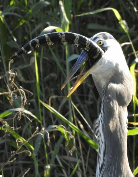 Heron swallows baby alligator whole, its long tail protruding from the heron's gullet