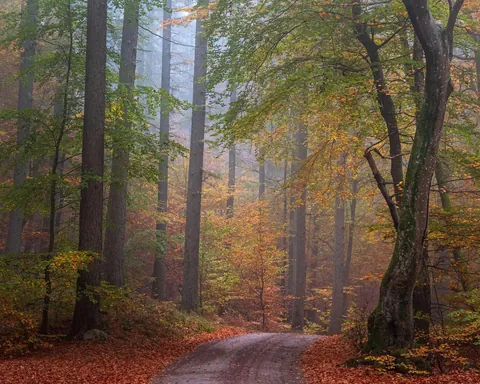 Autumn