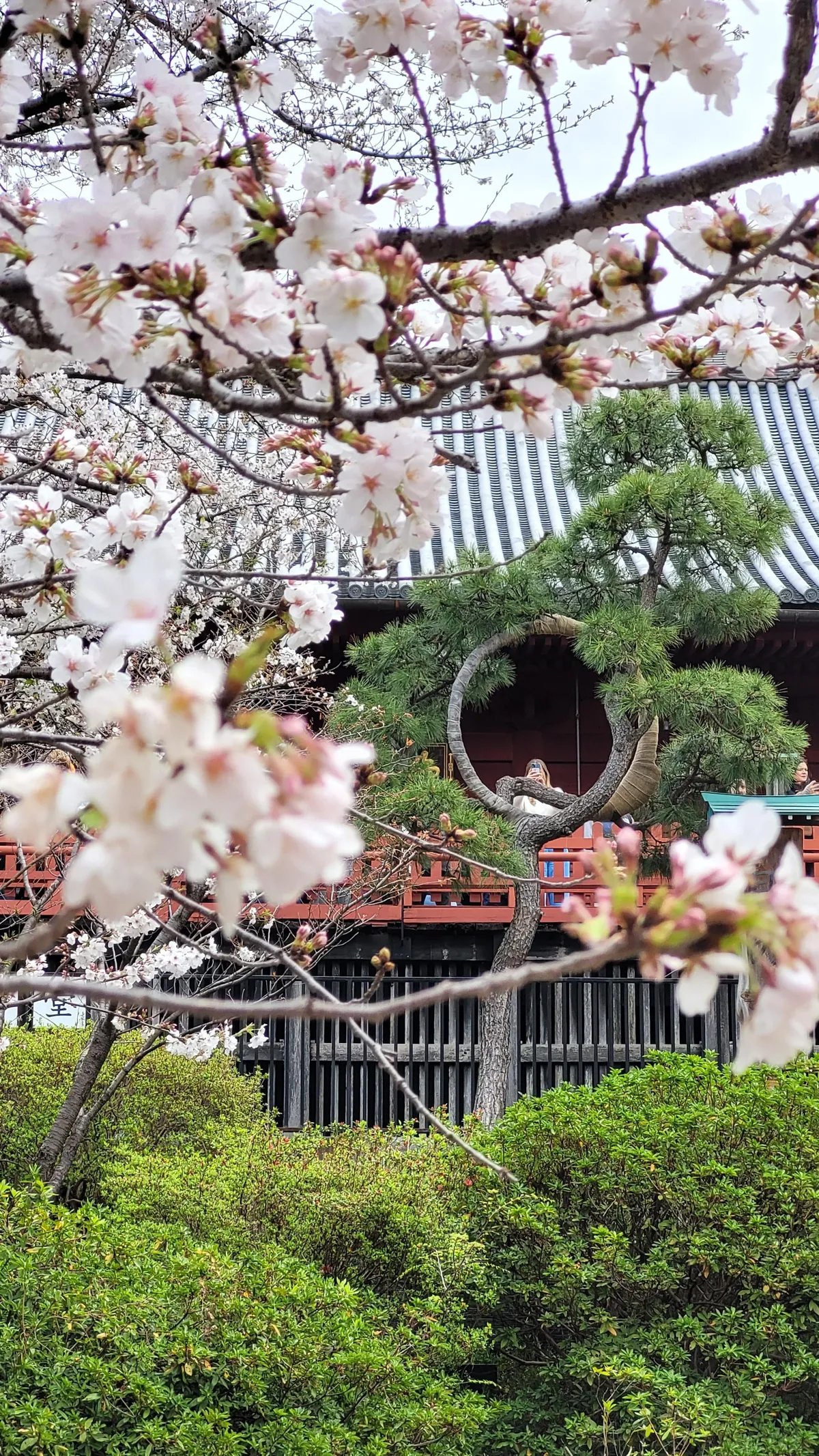 Tokyo under cherry blossoms, Mar/Apr 2025