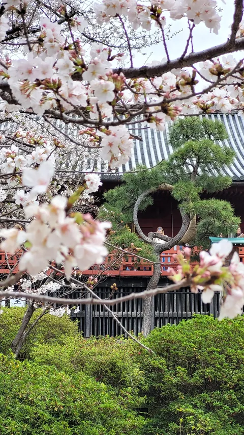 Tokyo under cherry blossoms, Mar/Apr 2025