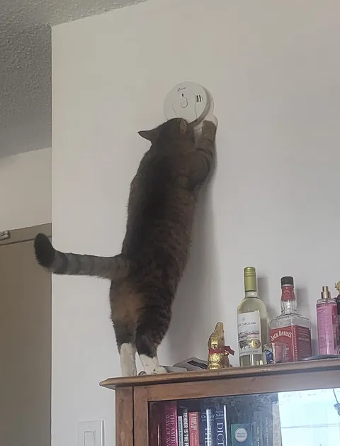 My boy Sloopy and his debut as a safety inspector.