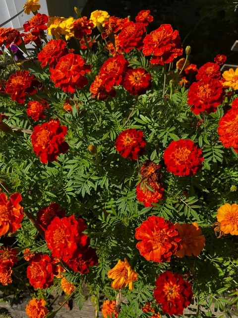 My Marigolds Marigolding