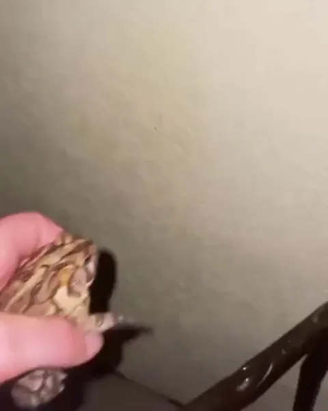 Do not mess with the toad!