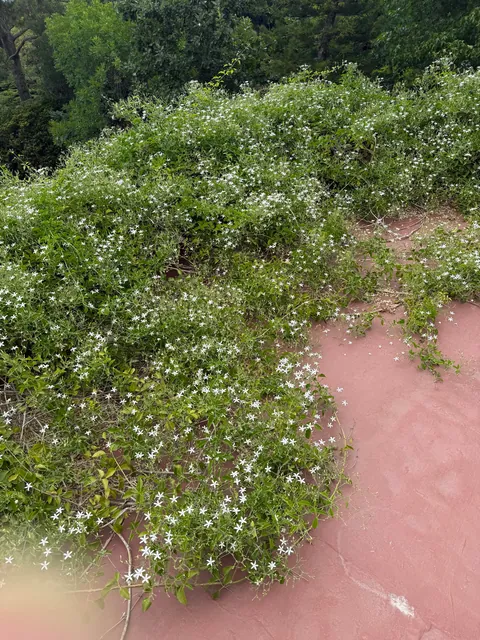 Look at my Star Jasmine! Wow! She’s thriving!