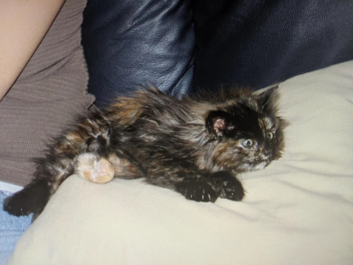 My 16 year old girl isn't doing too great. I'm getting ready to say goodbye, and thought some people might enjoy some pics of her