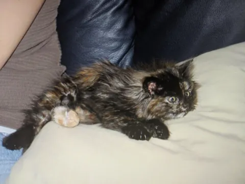 My 16 year old girl isn't doing too great. I'm getting ready to say goodbye, and thought some people might enjoy some pics of her