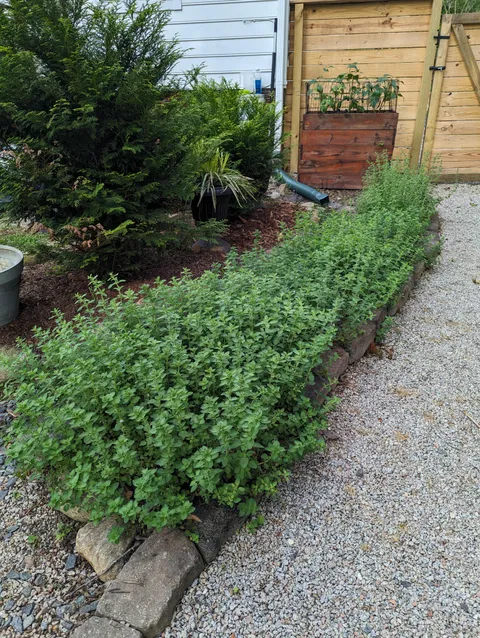 A couple of years ago I sowed a few leftover oregano seeds on this little border that I didn't know to do with. Now I have this lush ridiculousness.