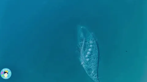 Single-celled organism disintegrates and dies