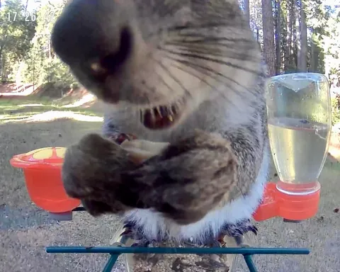 My camera bird feeder got knocked over last night. Surveillance footage has narrowed it down to six suspects...