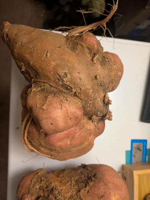 First time. Not sure if edible or not.