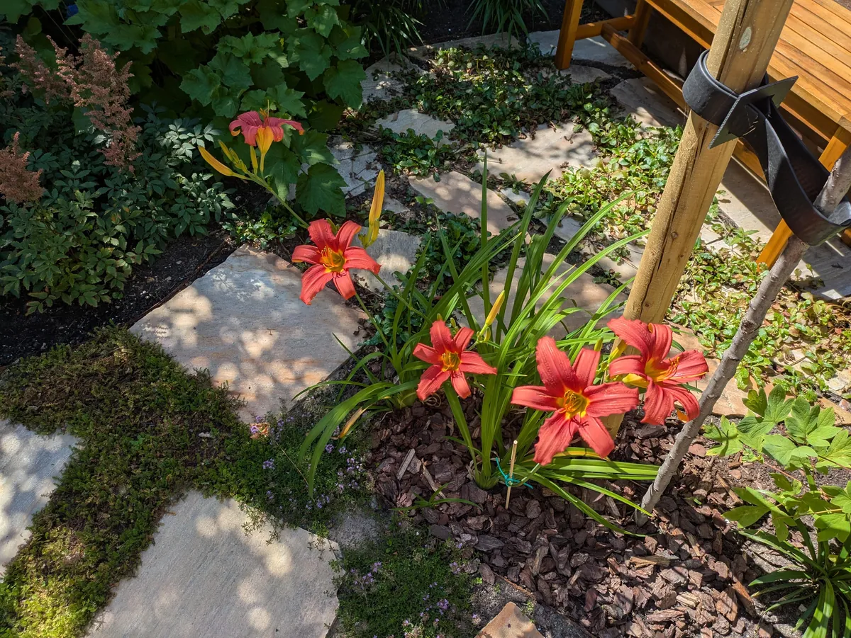 The first season of my flower garden