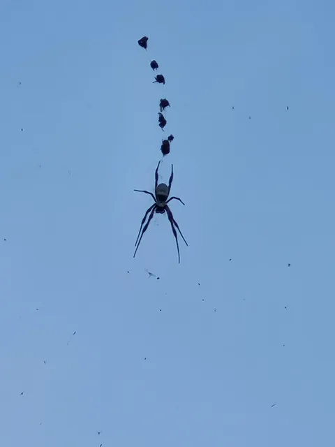 Spider at my house lined up all the flies it caught