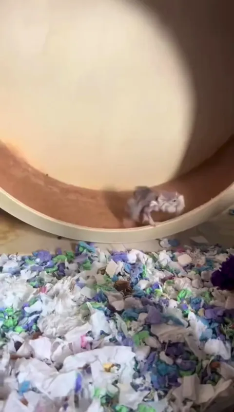 A 5 year old, that’s 110 hamster years!