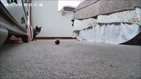 My cat stared limping this morning