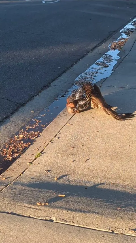 🔥 Hawks locked in mortal combat literally fell from the sky during my morning run