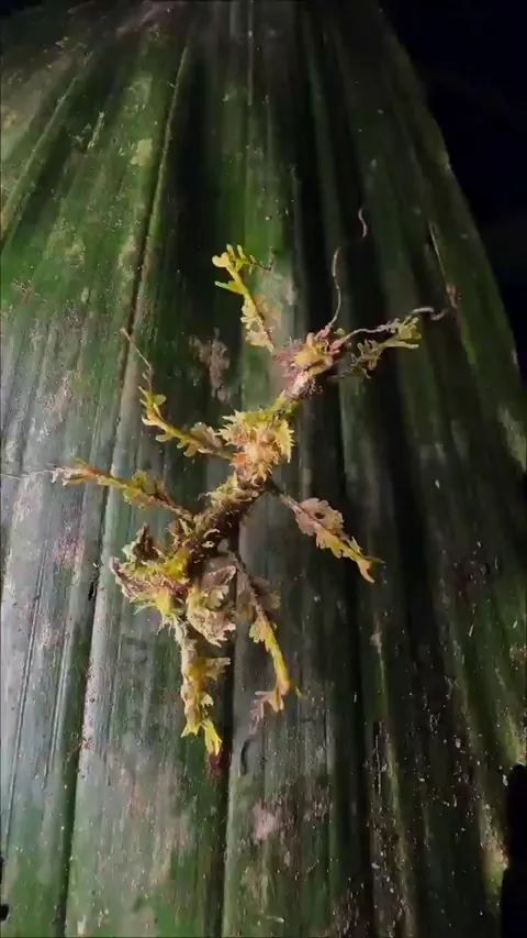 🔥 Weird stick insect mimics the epiphytic mosses in its natural habitat