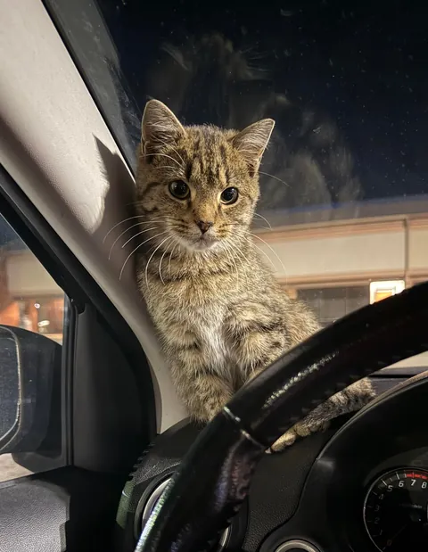 Just found this sweet baby in a parking lot