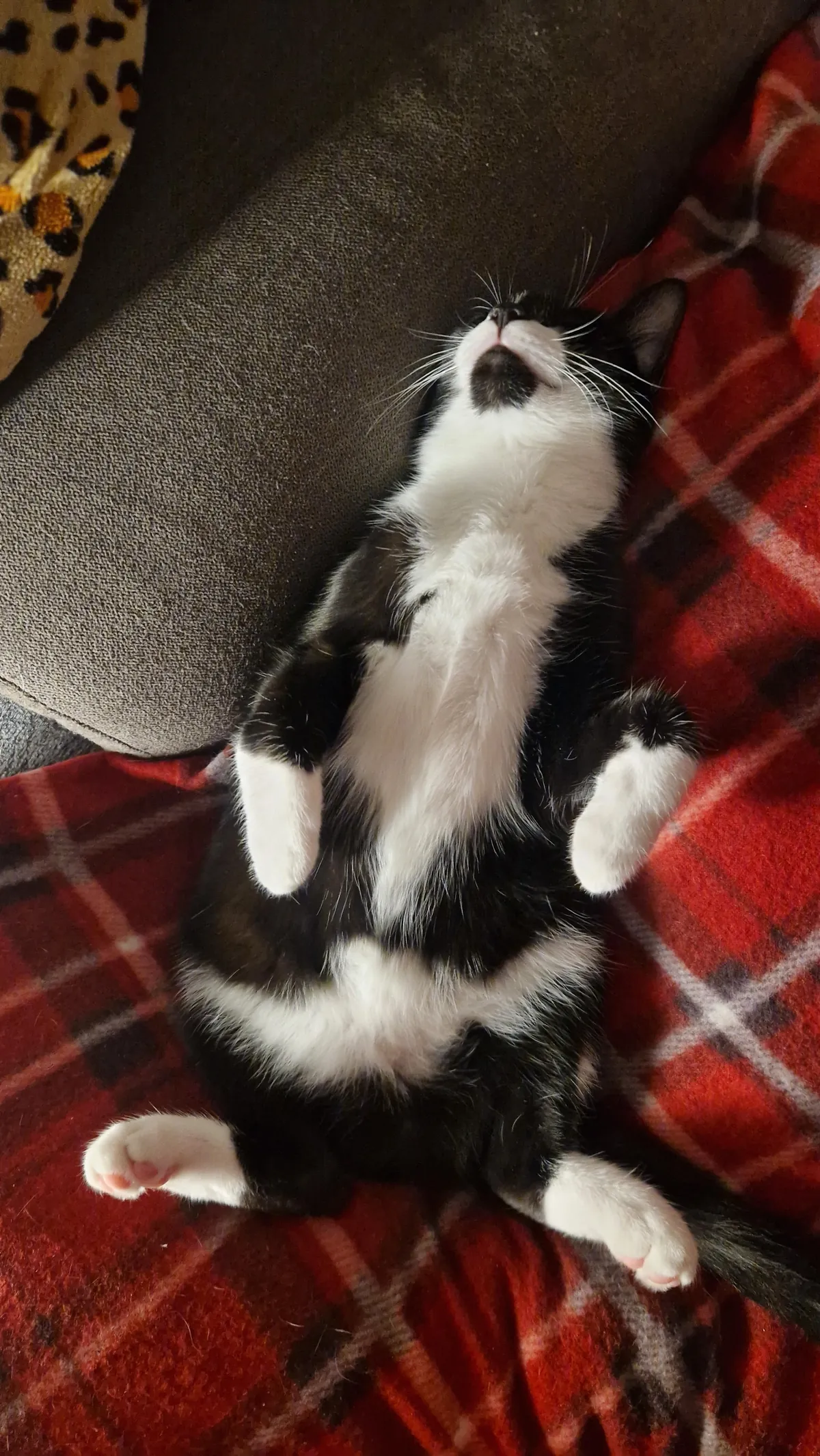 This mf sleeps with no survival instinct