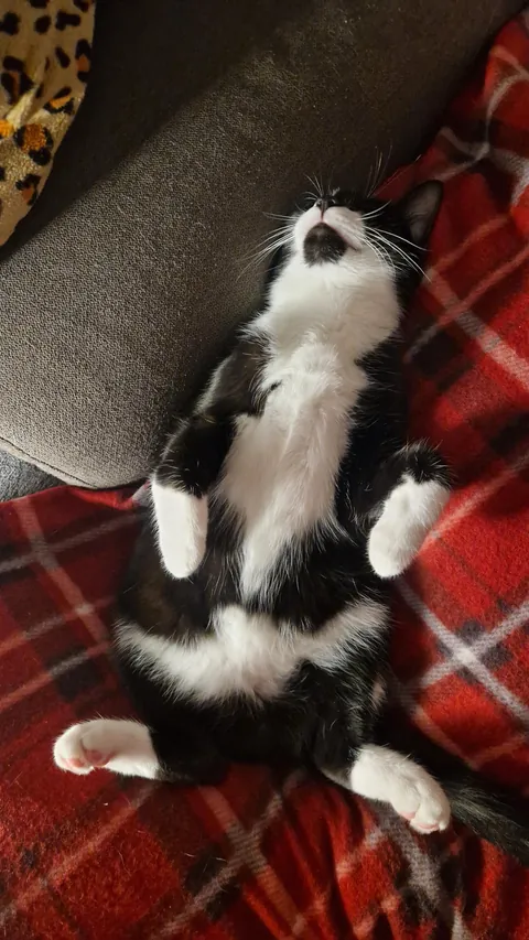 This mf sleeps with no survival instinct