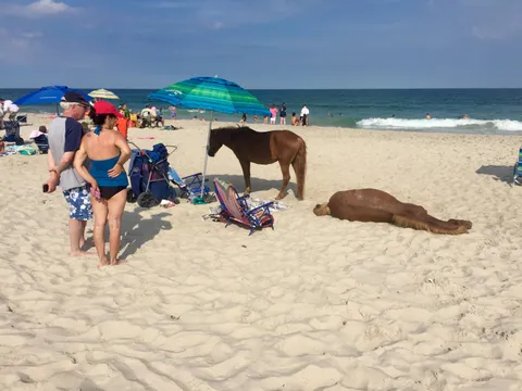 You have to stay 10' feet away from the wild ponies on Assateague, even if they steal your spot.