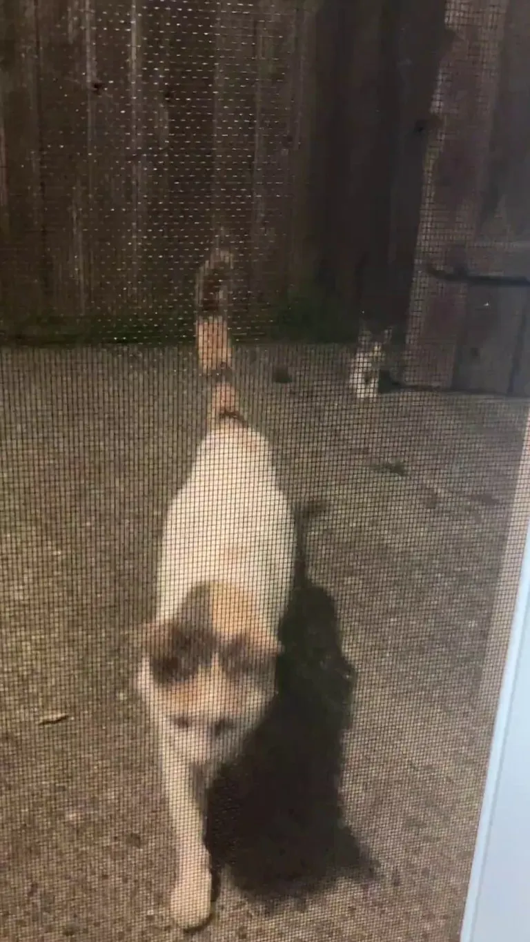 OUR STRAY BROUGHT HER BABIES