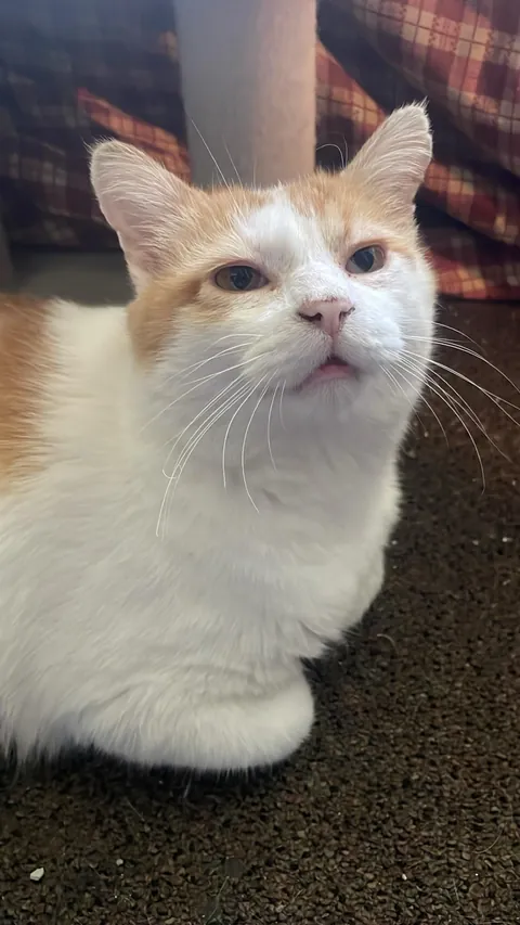 Being a cat dad is the best job in the world. 🙂