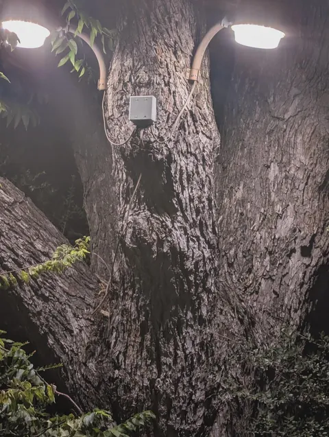this tree outside my apartment looks like a monster ready to eat people