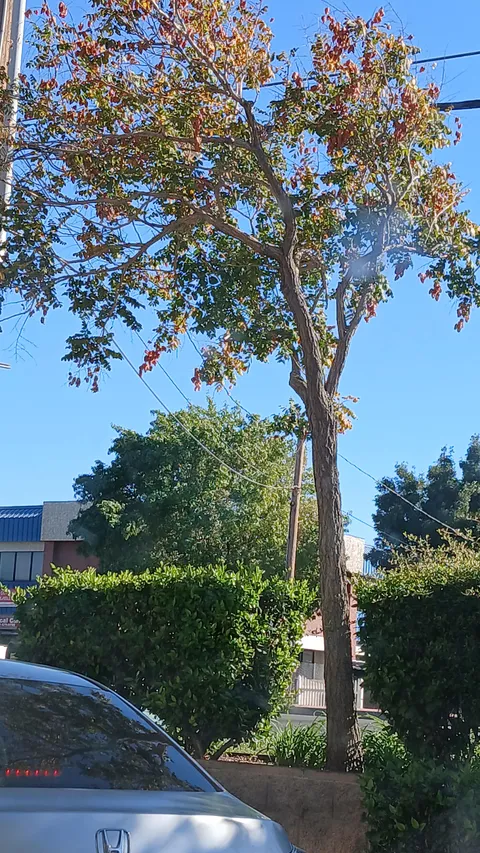 The letter "P" in this tree.