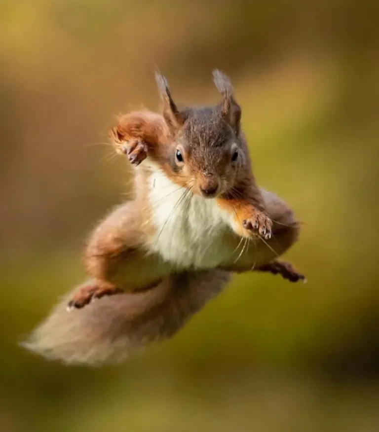 PsBattle: This cute Squirrel