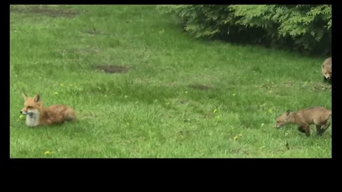 The Foxes in my Backyard