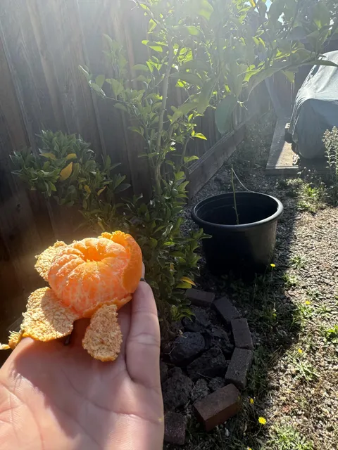 Mandarin tree  😌only took 8 years to get fruit finally 🫶🏻, it was delicious!!!