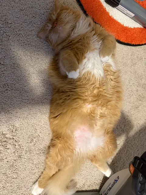 My baby had a heart attack 💔