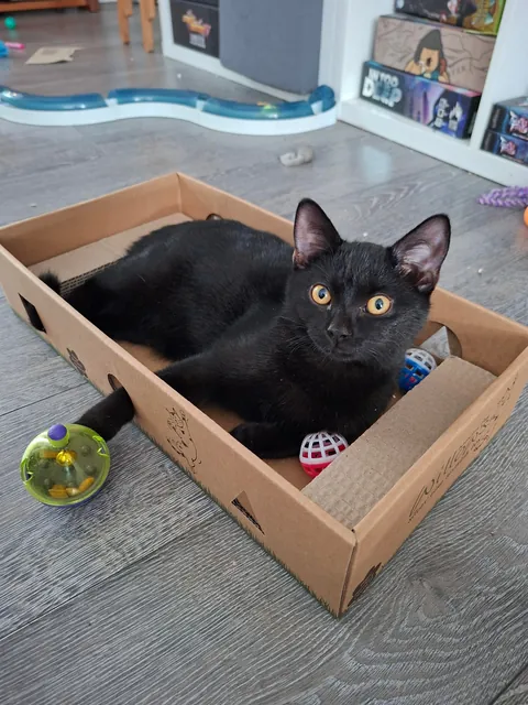 Adopted this little chap last week