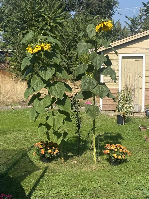 I waited three months and ended up with Sadflowers instead of Sunflowers