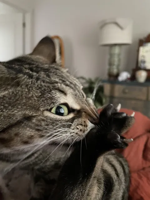 Cleaning toe beans is taken very seriously in this house