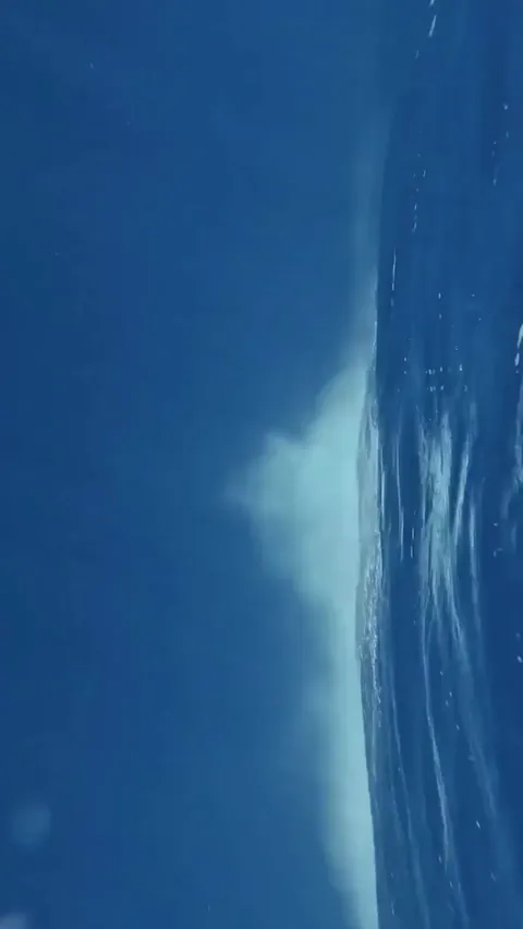 A whale breach filmed up close