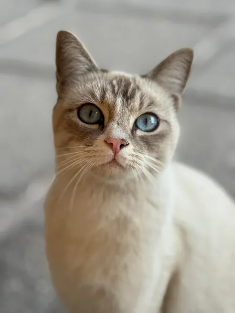 A stray cat comes to the house every morning to see my cats; we give her kibble and water, and she's been coming for two years. 😻