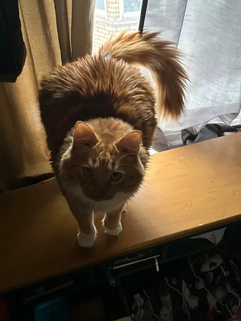 He crossed the rainbow bridge today. Give Peter all the love you can. He deserves it all.