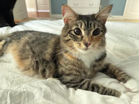 is she a tabby or calico?