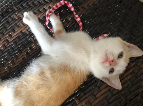 Biggest transformation. Literally grown to be a bun face.