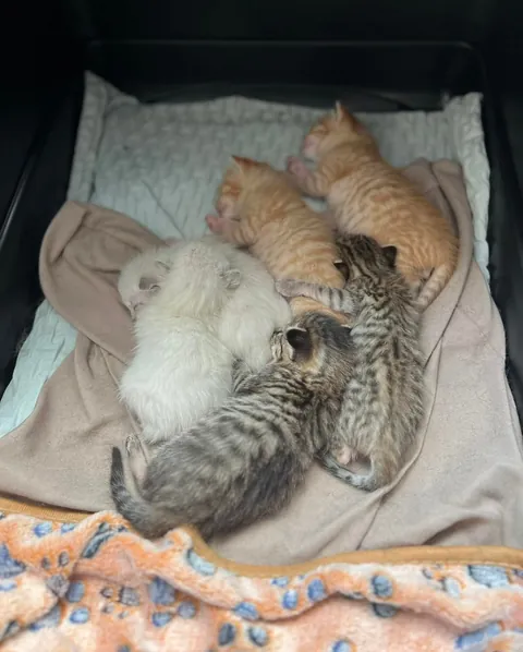 Kept the family together