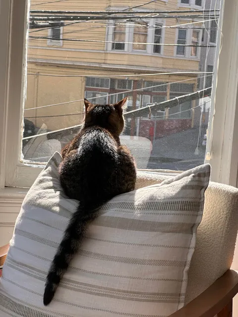 My friend gave me her 15-year-old cat to take care of for a week. She was super worried about how he was going to react. But he is perfectly fine ❤️