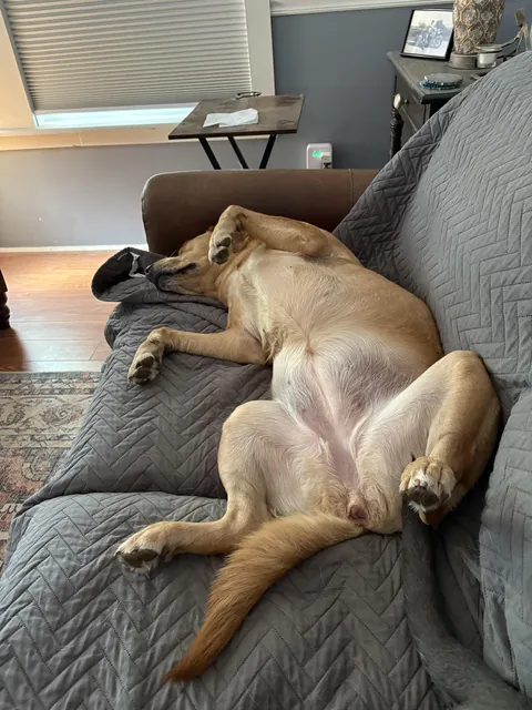 My dog Birdie sleeps like this fairly often.