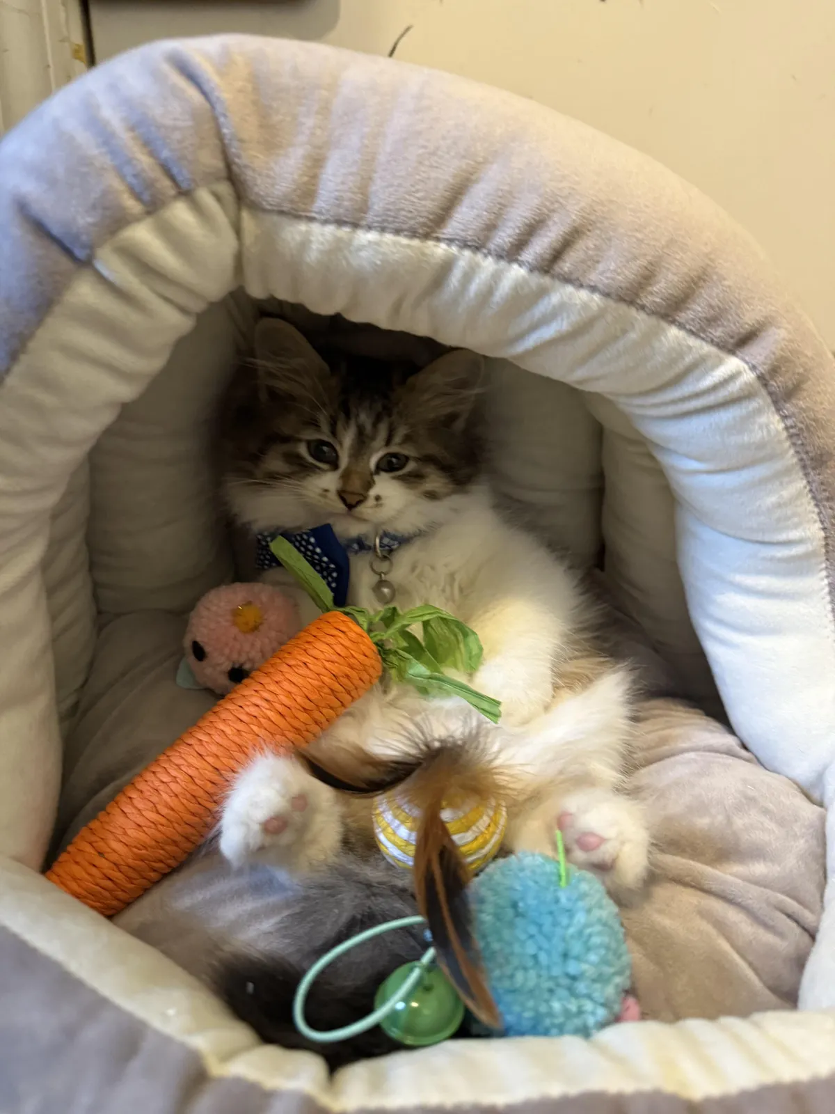 This is Knox. We just got him today ❤️