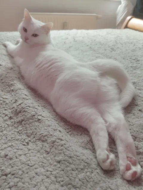 Show me the weirdest picture of your Cat