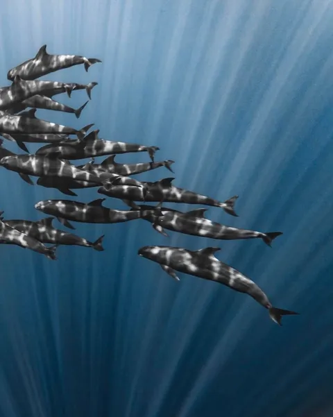 Photographer Rachel Moore captures stunning Photos of whales and sharks