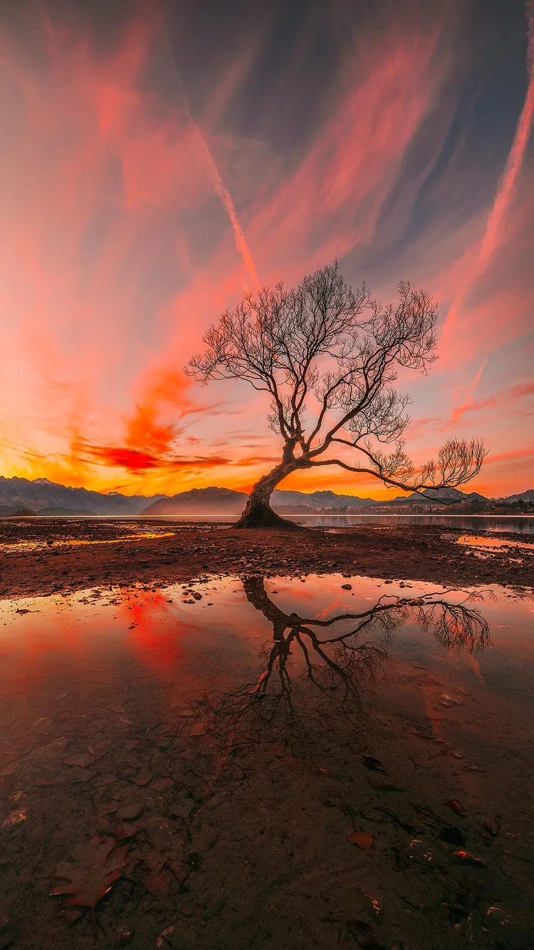 The Tree, Wanaka, New Zealand, Vertical Panorama [2048x1152][OC]